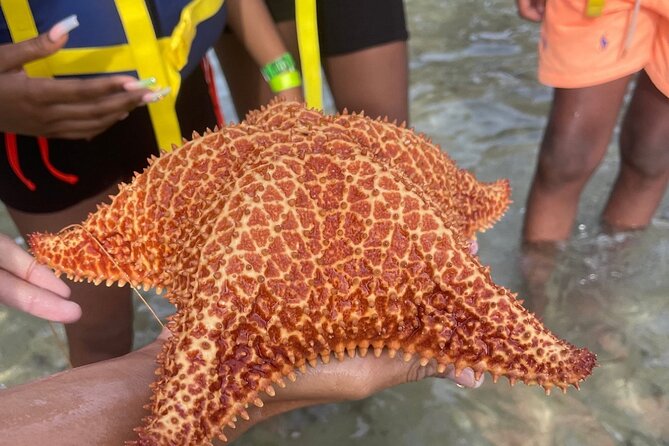 Adventurous-Snorkeling With Sightseeing of Montego Bay - Snorkeling safety, guide support, and family comfort