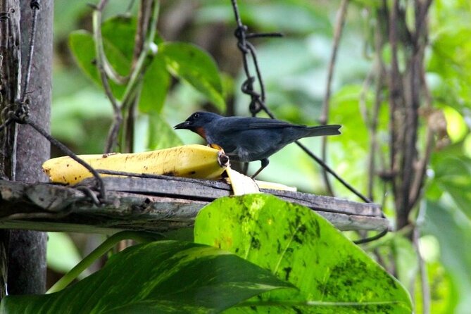 Bird Sanctuary and/or Lethe Bamboo Rafting from Montego Bay - Timing and logistics from Montego Bay: transport is part of the deal