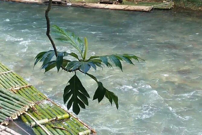 Bird Sanctuary and/or Lethe Bamboo Rafting from Montego Bay - Who should book this Montego Bay bird sanctuary and bamboo rafting day