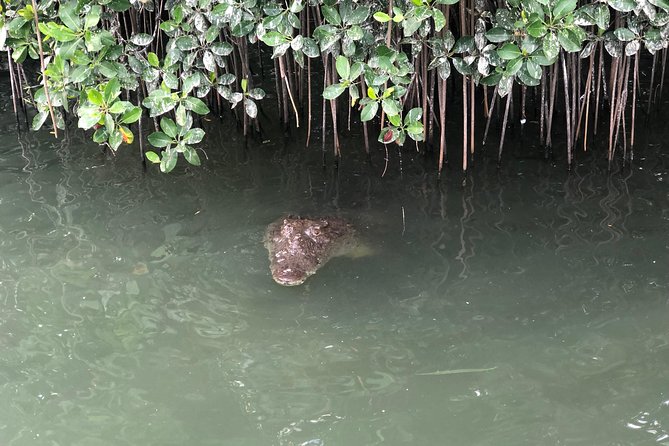 Black River Safari, YS Falls and Appleton Estate - A smooth south-coast day plan from Negril