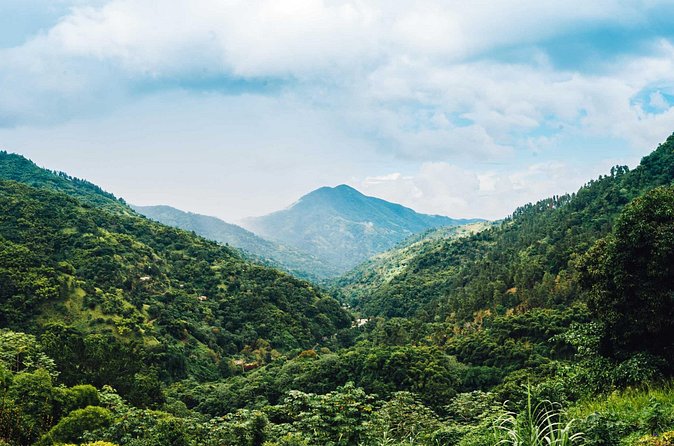 Blue Mountain Bicycle Tour - Wildlife Moments on the Ride: Butterflies, Orchids, and Birds