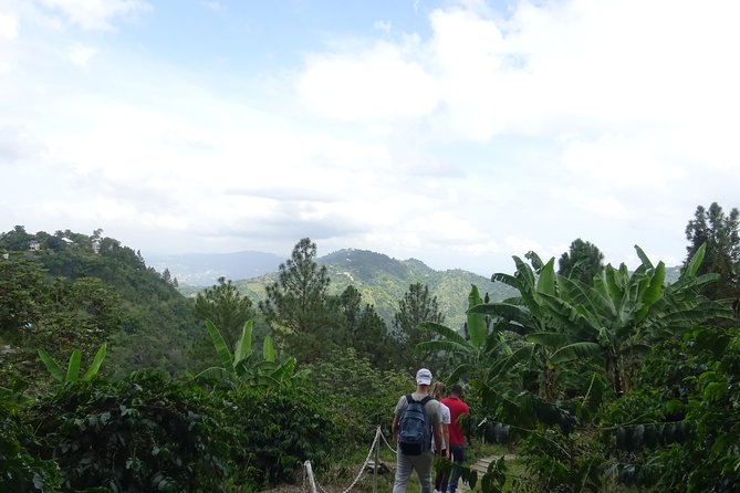 Blue Mountain Coffee and Sightseeing Tour - Blue Mountains National Park stop: birds, waterfall, and coffee basics