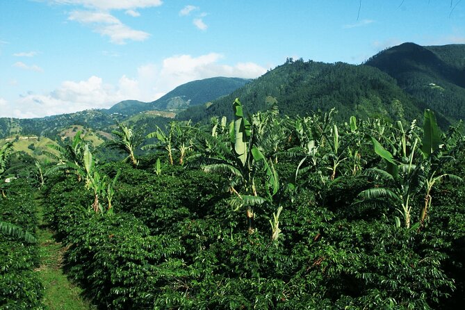 Blue Mountain Coffee, Bob Marley and Art Tour from Montego Bay - Spanish Town’s Emancipation Square: a quick historical start