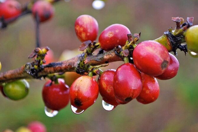 Blue Mountain Coffee, Bob Marley and Art Tour from Montego Bay - Strawberry Hill as an optional pause for views and food