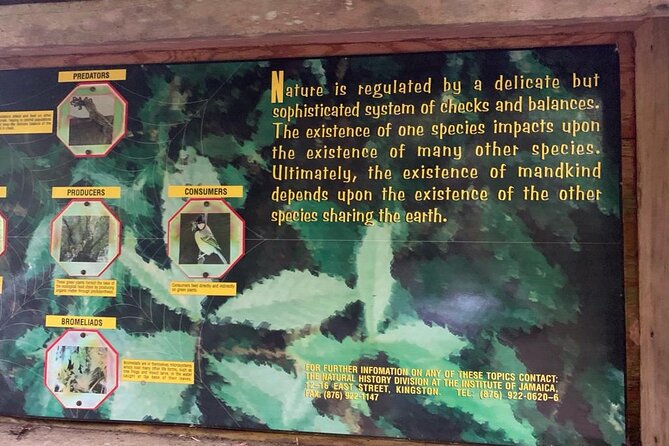 Blue Mountain Peek, and Site Seeing - Comfort Checklist: Shoes, Weather, and Rainforest Reality