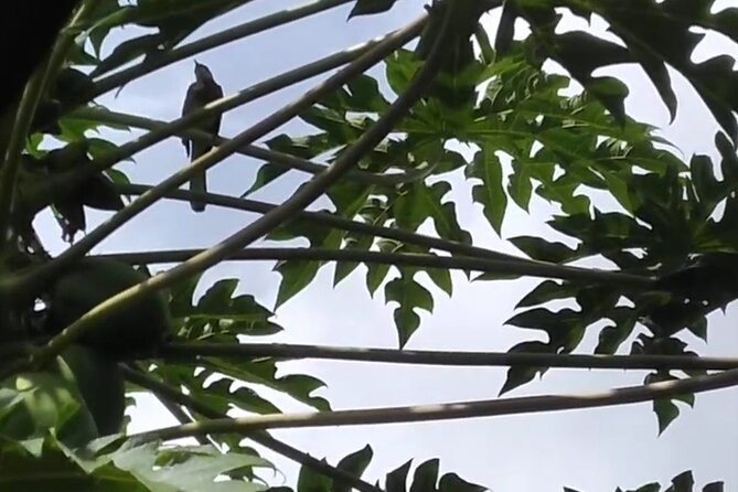 Blue Mountain Sight-Seeing & Nature Trail Hike with Private Guide - Pacing and timing: 9:00 am start, 5 to 7 hours total