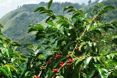 Blue Mountains Coffee Private Tour from Kingston