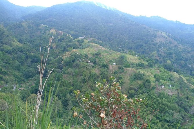 Blue Mountains Coffee Private Tour from Kingston - Air-Conditioned Comfort with Wi-Fi, and Why That Adds Real Value