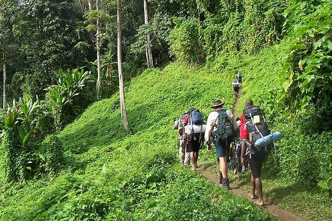 Bush Hiking to explore Wild Plants & Fresh Fruits,Montego Bay - Key highlights before you go