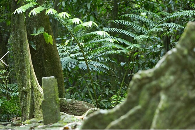 Bush Hiking to explore Wild Plants & Fresh Fruits,Montego Bay - Getting the timing right, and what to pack for a bush hike