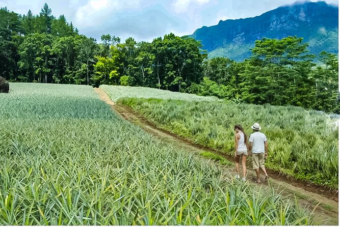 Bush Hiking to explore Wild Plants & Fresh Fruits,Montego Bay - Who this Montego Bay hike fits best