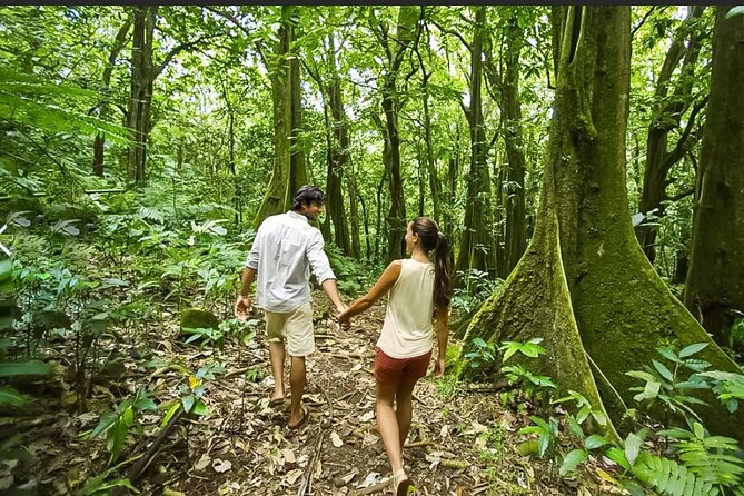 Bush Hiking to explore Wild Plants & Fresh Fruits,Montego Bay - Should you book it? My take for a first-time Montego Bay nature day