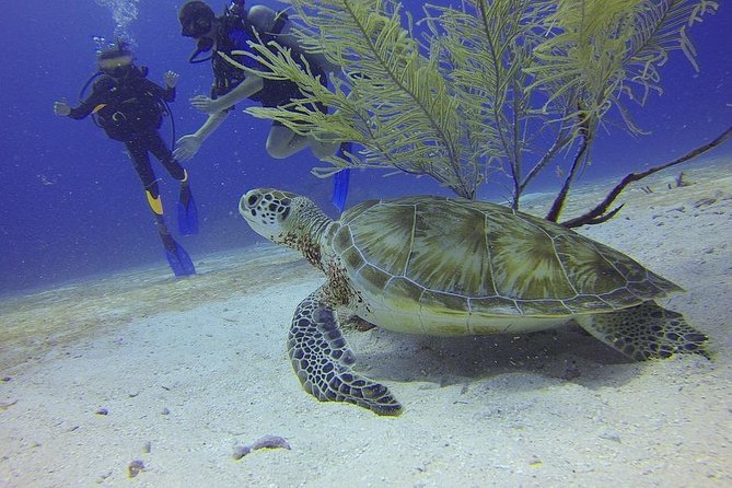 Certified 2-Tank Scuba Diving Tour from Montego Bay - Key Highlights You’ll Care About