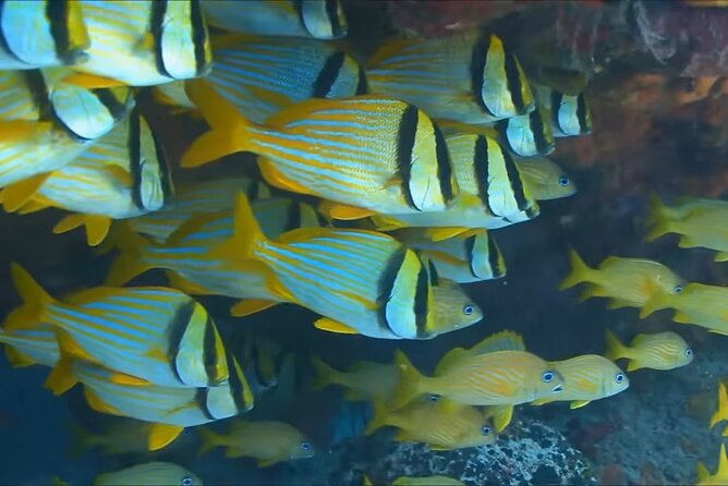 Customize Snorkeling with Option shopping Lunch & Stop local food - Montego Bay Reef Time: What This 2.5-Hour Snorkel Really Feels Like