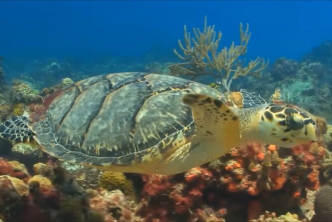 Customize Snorkeling with Option shopping Lunch & Stop local food - The Captain Cruise Close to the Reef: Where You’ll Spend Your Time