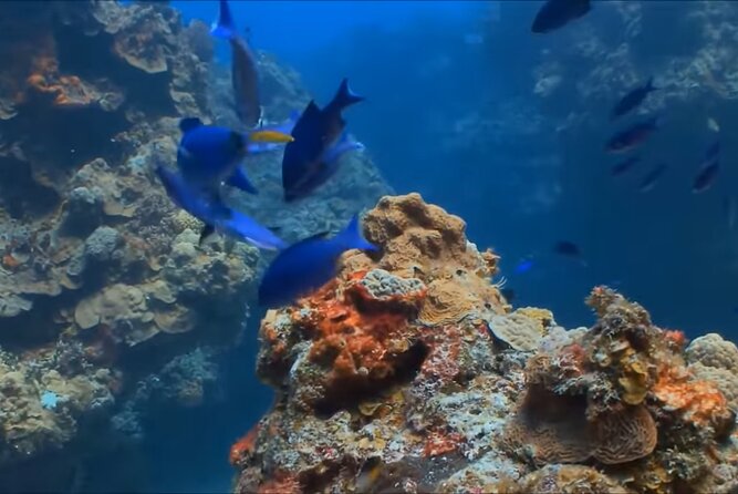 Customize Snorkeling with Option shopping Lunch & Stop local food - What About Lunch and Local Food Stops?