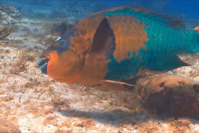 Customize Snorkeling with Option shopping Lunch & Stop local food - Small Group Size and Guide Style: Why Max 15 Matters