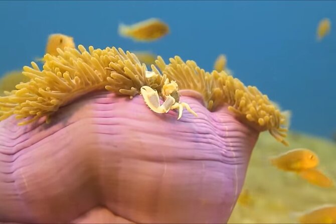 Customize Snorkeling with Option shopping Lunch & Stop local food - Price and Value: Is $65.99 Worth It?