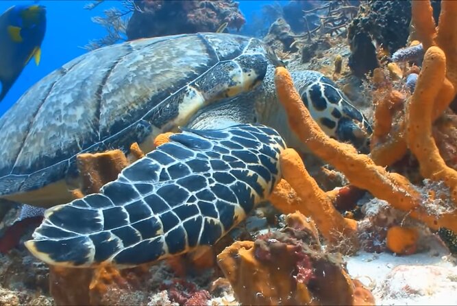 Customize Snorkeling with Option shopping Lunch & Stop local food - How to Get the Most Out of Your Snorkel Session