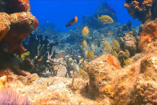Customize Snorkeling with Option shopping Lunch & Stop local food - Safety Briefing and Snorkel Gear: Simple Setup That Works