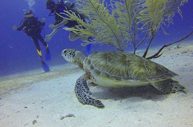Discover Scuba Diving in Montego Bay - Your Shore-Based Water Session: What It Looks Like