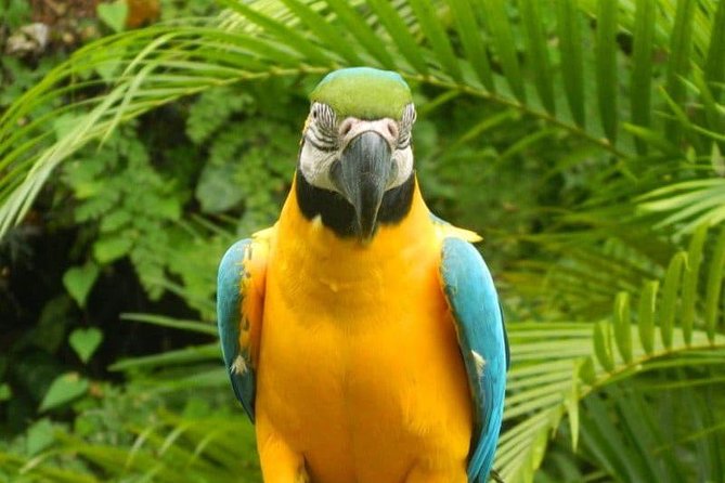 Eco Explorers Waterfall, Rainforest, local Shopping with lunch - Konoko Falls and Fern Gully in one 4 hour plan