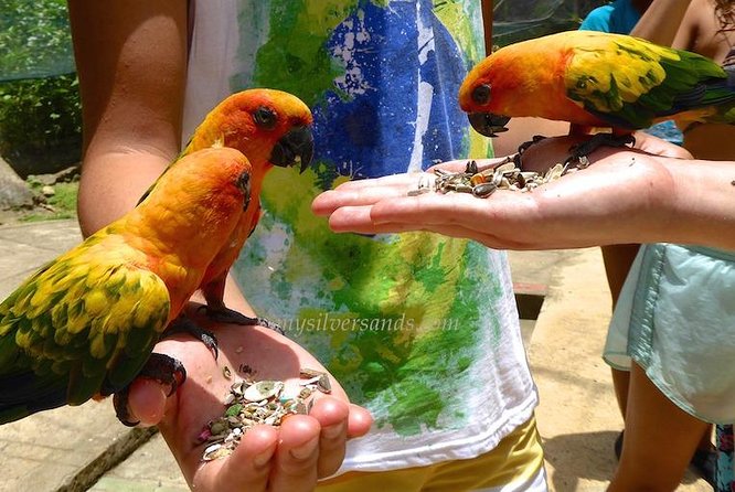 Eco Explorers Waterfall, Rainforest, local Shopping with lunch - Pickup that sets the tone, small group, real guide vibe