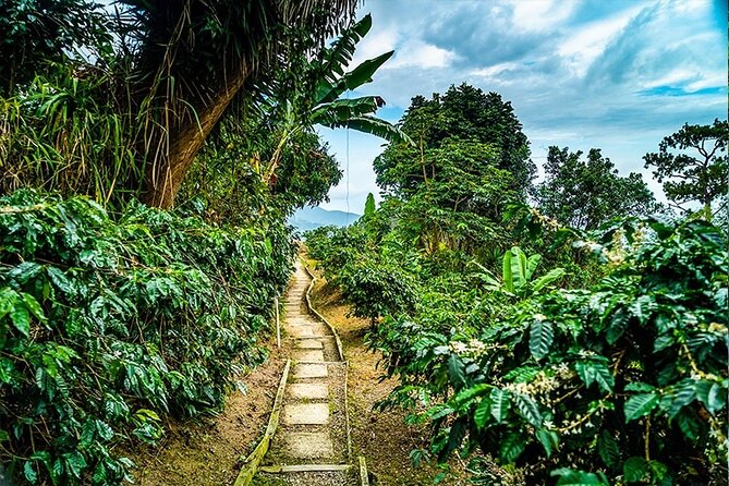 Exotic Blue Mountain Coffee Tour - Pickup, timing, and what a private day feels like