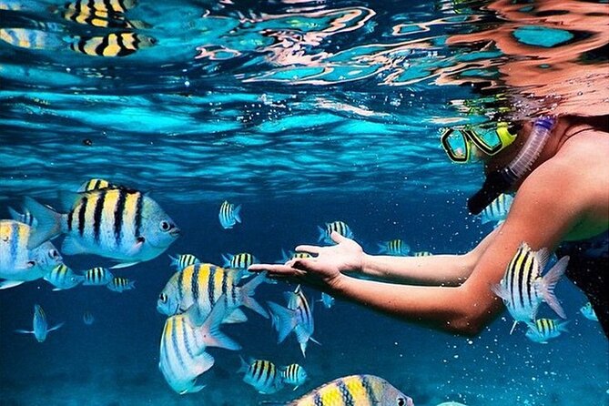 Family Fun-Snorkeling with Lunch Stop from Montego Bay - Key Highlights Worth Noting