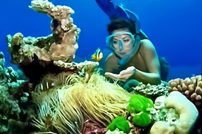 Family Fun-Snorkeling with Lunch Stop from Montego Bay - Price and Value for $110 Per Person