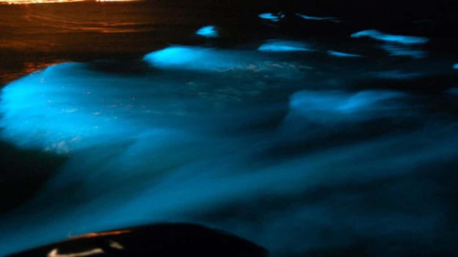 From Montego Bay: Luminous Lagoon Nighttime Boat Tour - What the glow feels like when you swim