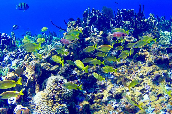 Glass Bottom Boat Ride/Snorkeling/Booby Cay Island from Negril - Price and what your $65 actually buys