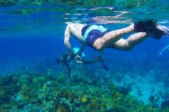 Glass Bottom Boat Ride/Snorkeling/Booby Cay Island from Negril - Sea-life highlights you can plan for (even if nature changes the menu)