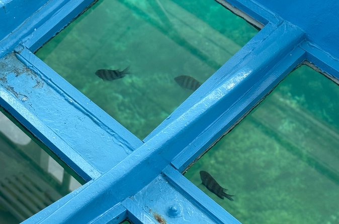Glass bottom Boat Tour and Snorkeling Experience in Montego Bay - The Fish Feeding Moment: Bread, Big Smiles, and Calm Hands