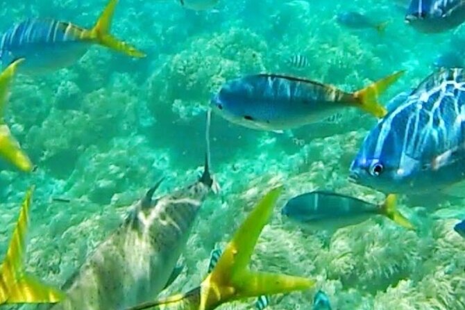 Glass Bottom Boat Water Activity in Montego Bay Jamaica - Why This Glass Bottom Boat Beats Snorkel Day Plans
