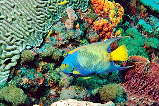 Glass Bottom Boat Water Activity in Montego Bay Jamaica - What You Actually See Through the Glass Bottom