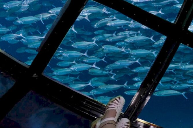 Glass Bottom Boat Water Activity in Montego Bay Jamaica - Price and Value: Is $90 Reasonable for This?