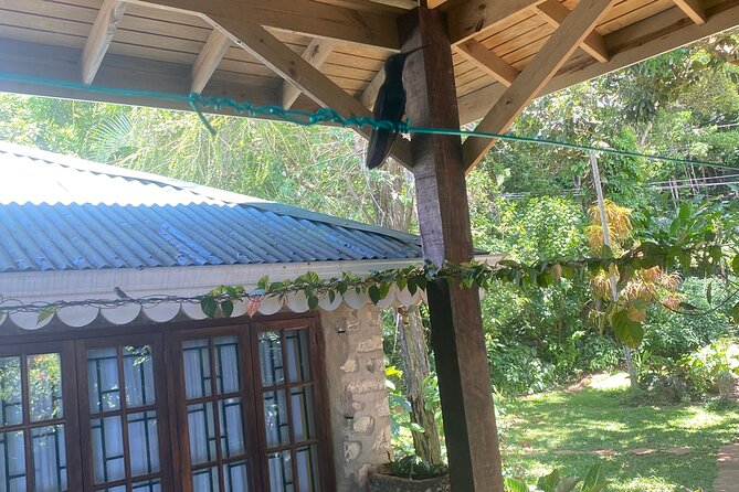 Great River Bamboo Rafting and Bird Sanctuary Combine Tour From Montego Bay - Price and Value: What $120 Per Person Really Covers