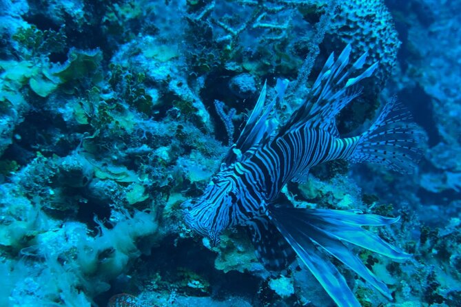 Guided Snorkeling at the Anchor and Cannon Reef in Negril - 45 Minutes at Anchor and Cannon Reef: What You’ll See Underwater