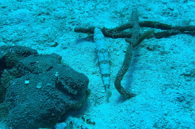 Guided Snorkeling at the Anchor and Cannon Reef in Negril - Boat Return With Scenic Negril Coastline Views