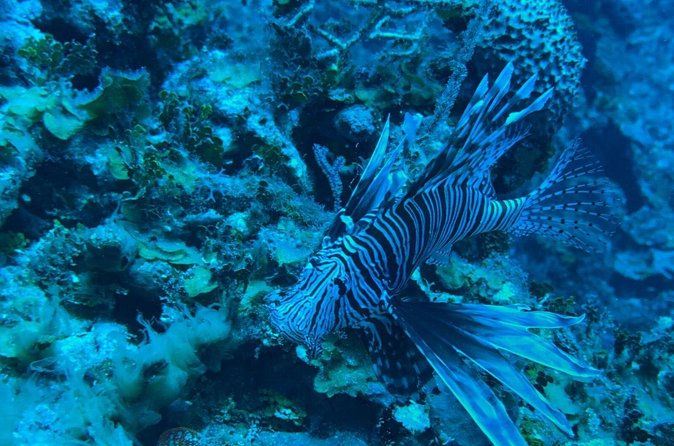 Guided Snorkeling at the Anchor and Cannon Reef in Negril - Price and Value: Is $60 Fair for 1.5 Hours?
