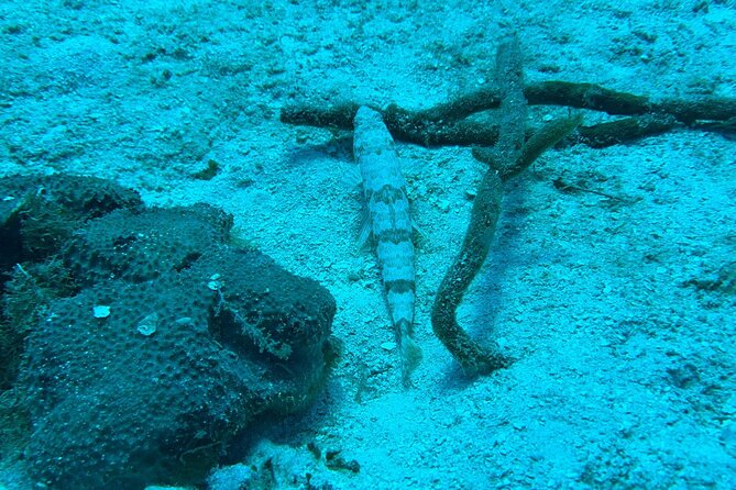 Guided Snorkeling at the Anchor and Cannon Reef in Negril - Seven Mile Beach Cruise: Famous Resorts From a Different Angle