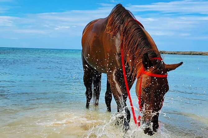 Horseback Ride and Swim Jamaica - Getting There: What’s Included, What’s Not, and Why It Matters