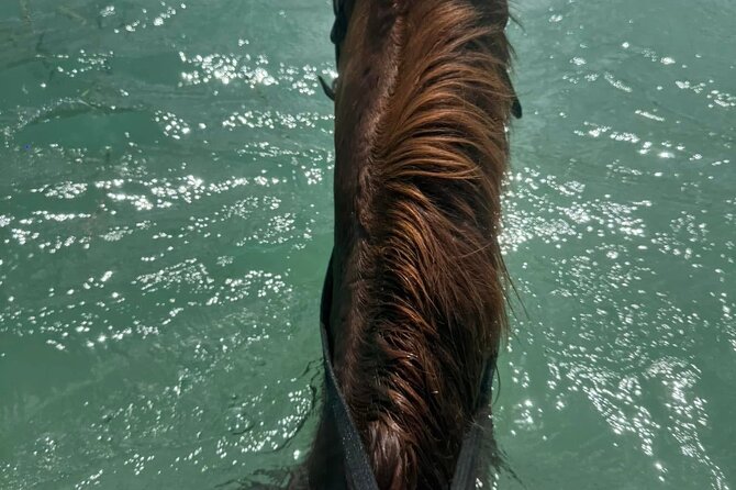 Horseback Riding In The Ocean from Montego Bay Private Transfer - The Views And The “Good Vibes” Factor