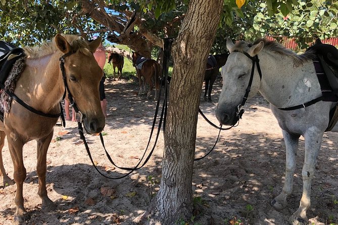 Horseback “SPECIAL”- Negril’s Beach Ride N’ Swim with Free photos/videos - Price and What You’re Paying For: The $90 Question