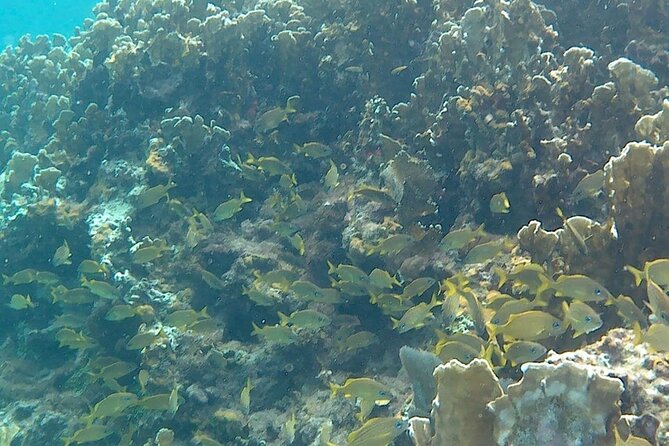 Incredible Negril Guided Snorkeling To Reef, Anchor, and Cannon - The reef snorkeling stop, where the guide makes the animals click
