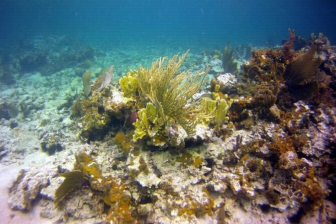 Incredible Negril Guided Snorkeling To Reef, Anchor, and Cannon - The cannon and anchor stops, history you can actually see