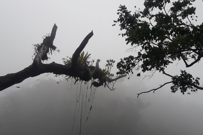 Jamaica Blue Mountain Guided Nature Tour - Holywell National Park time: hiking, bird watching, and how the day pacing works