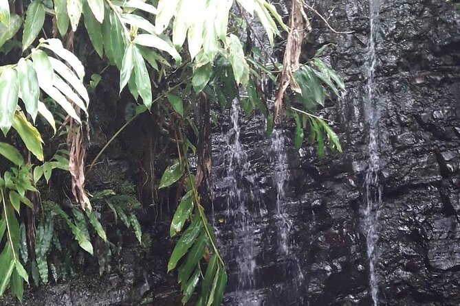 Jamaica Blue Mountain Guided Nature Tour - Price and fees: what the $240 covers, and what you should budget for