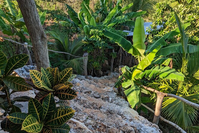 Jamaican Roots Tropical Farm Tour - Taste & Explore (Negril) 2hr - Entering the Farm: The Almond Tree Gate and the Shade Plan